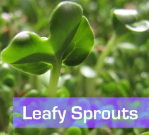 Leafy Sprouts